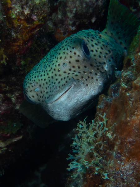 Porcupinefish