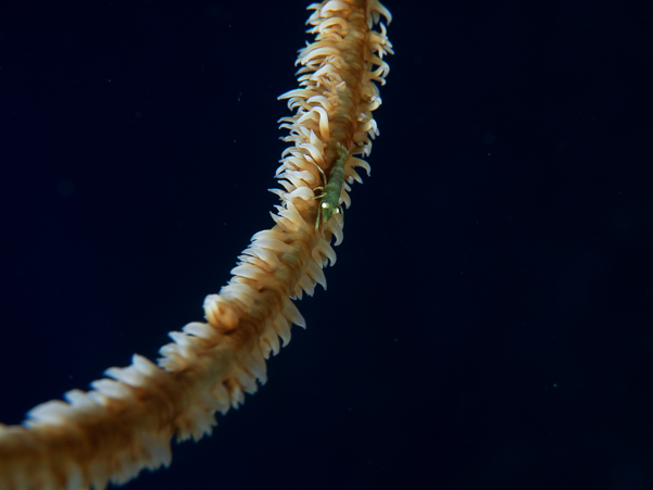 Wire Coral Shrimp