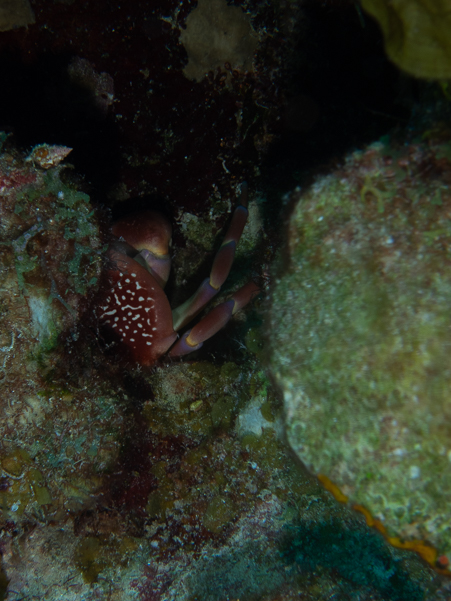 Batwing Coral Crab