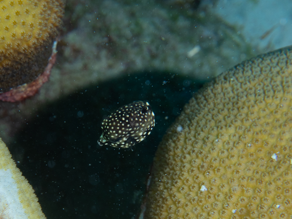 Smooth Trunkfish