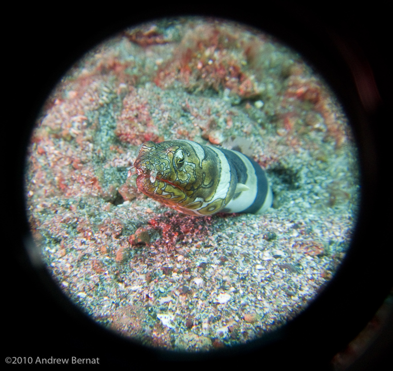 Napoleon Snake Eel