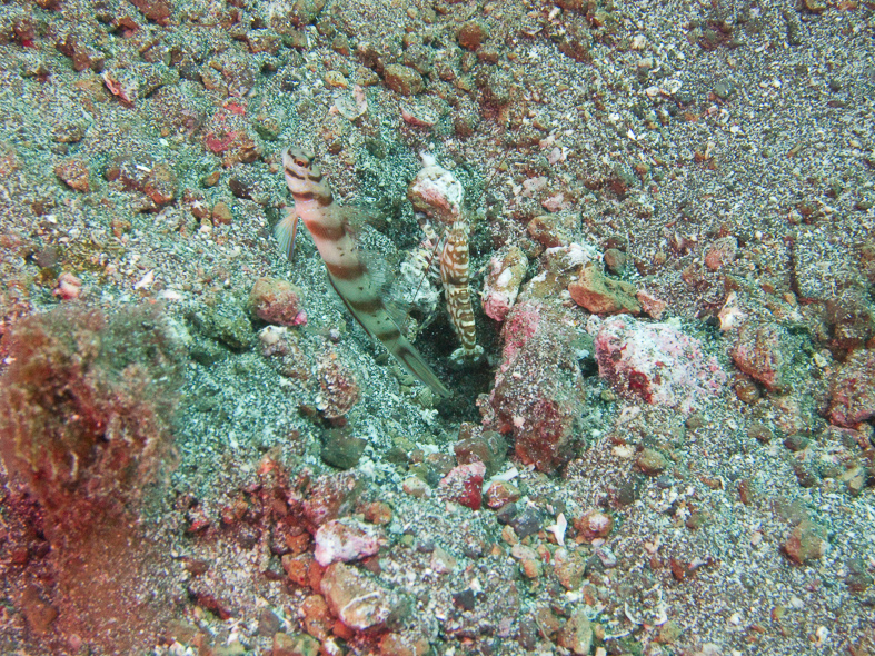 Slantbar Shrimpgoby
and
Alpheid Shrimp