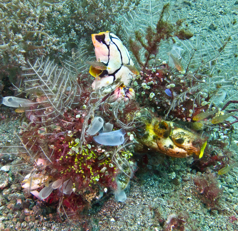 Still Life with Tunicates