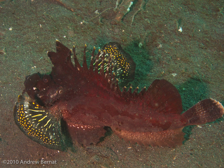 Spiny Devilfish