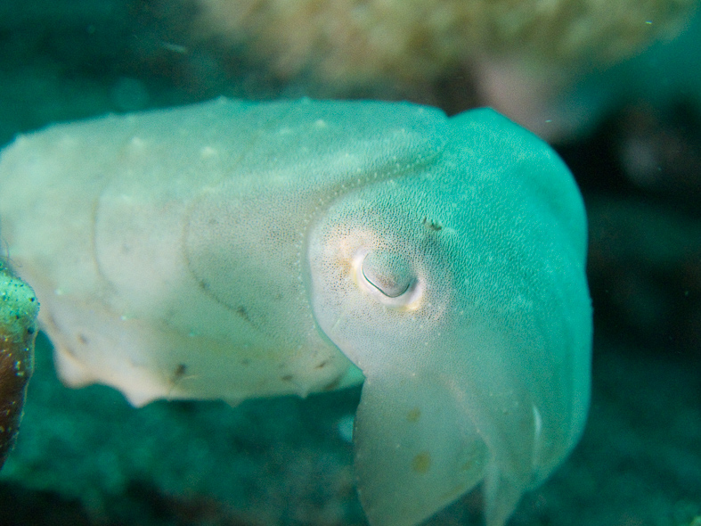 Broadclub Cuttlefish