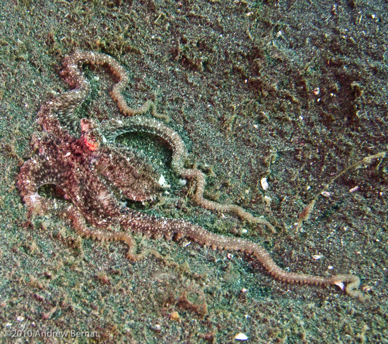 Mosaic Octopus