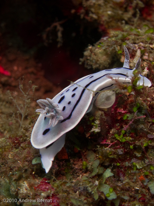 Diana's Chromodoris Nudibranch