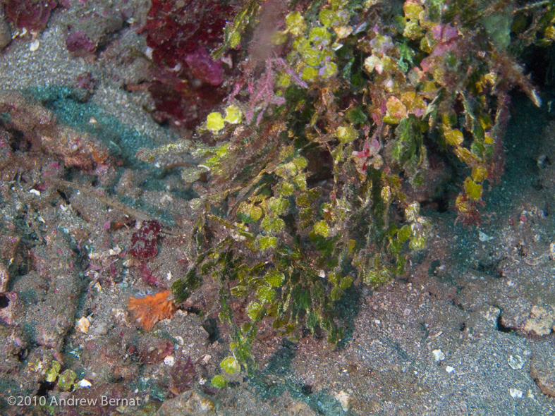 Can you see the Halimeda Ghost Pipefish