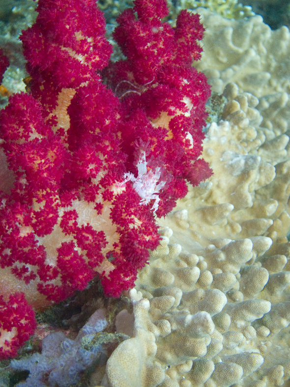 soft coral