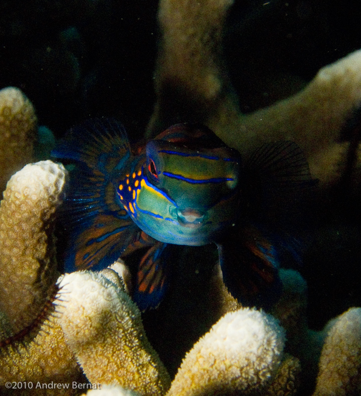 Mandarinfish Dragonet