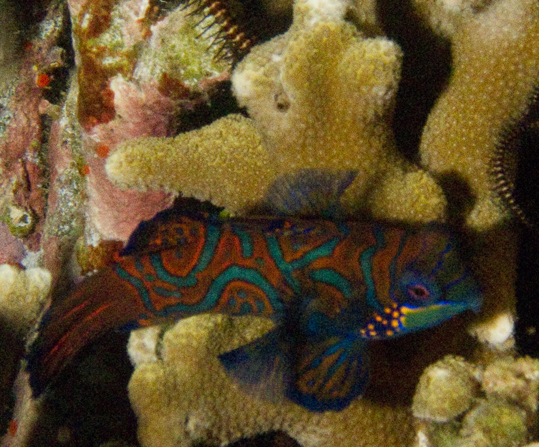 Mandarinfish Dragonet