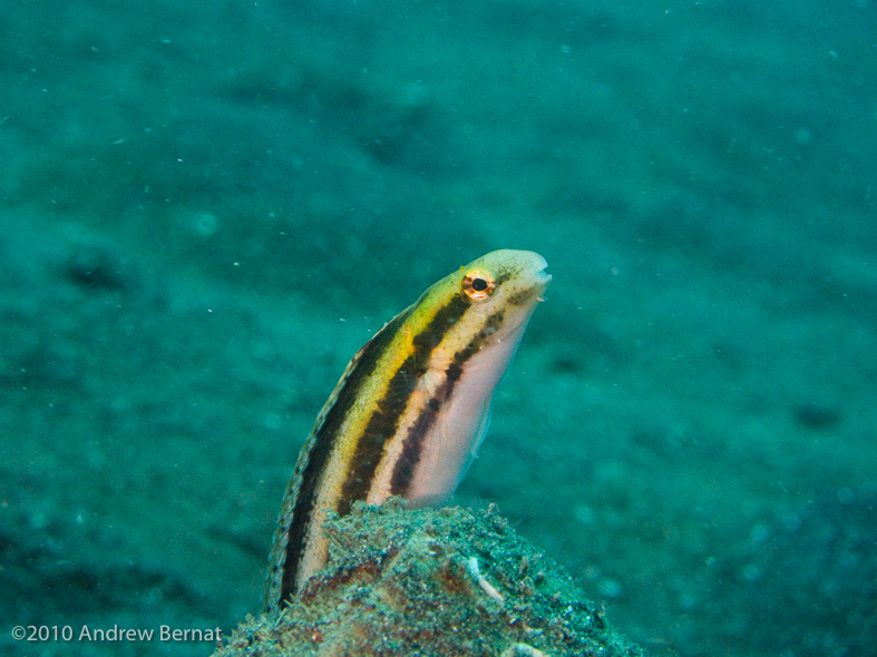 Shorthead Fangblenny