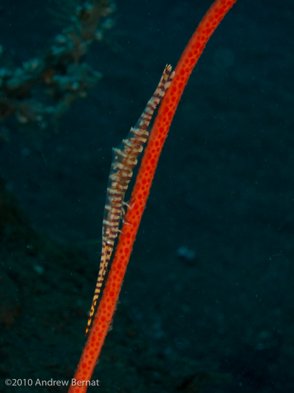 Banded Tozeuma Shrimp