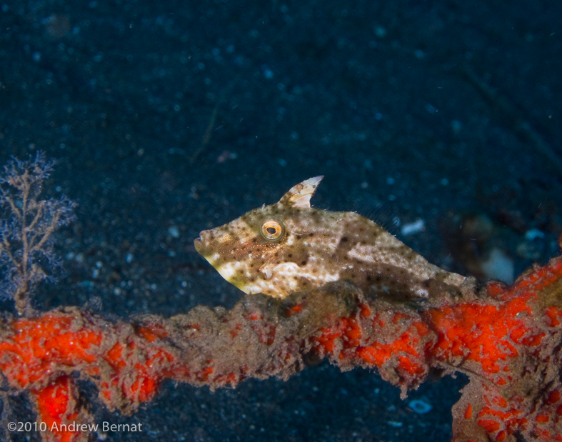 Strapweed Filefish