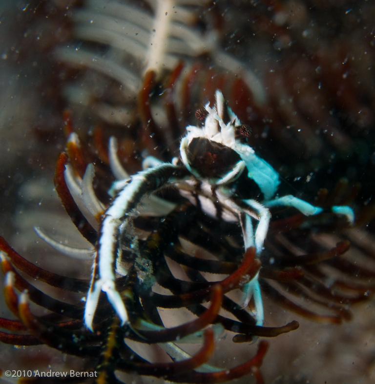 Hexagon Crinoid Crab