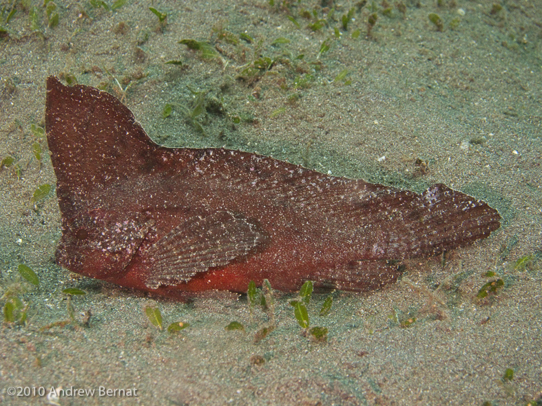 Cockatoo Waspfish