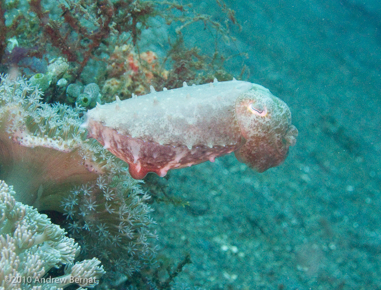 Broadclub Cuttlefish