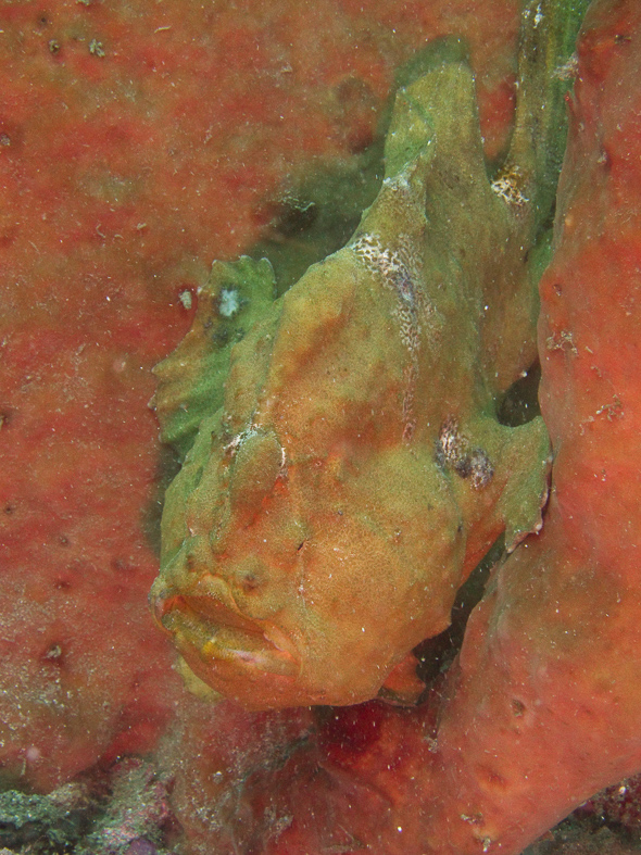 Painted Frogfish