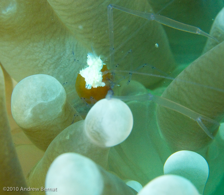 Mushroom Coral Shrimp