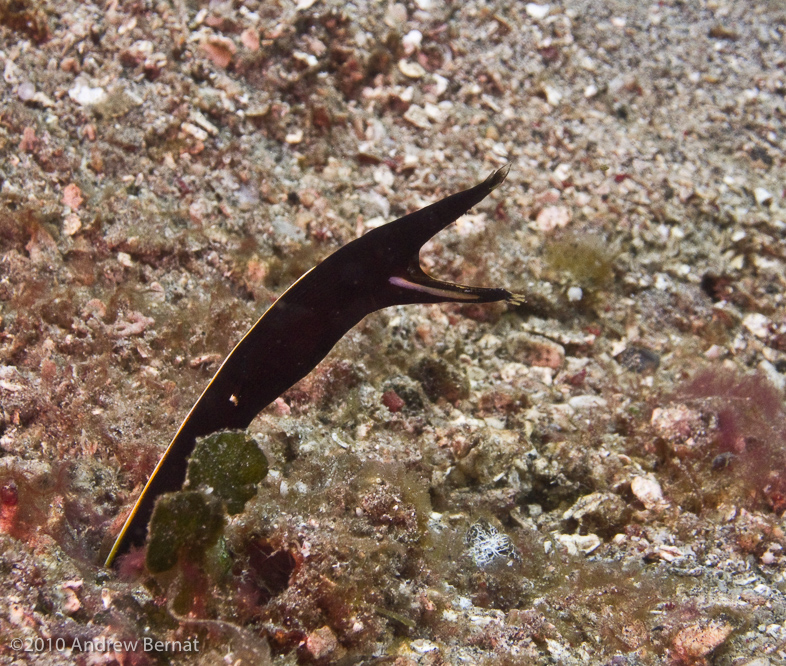 Ribbon Eel