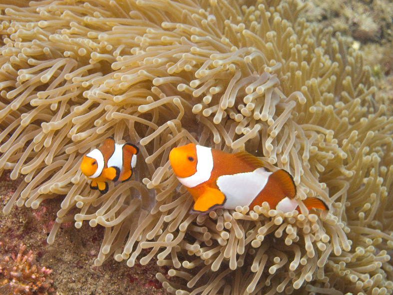 Western Clown Anemonefish