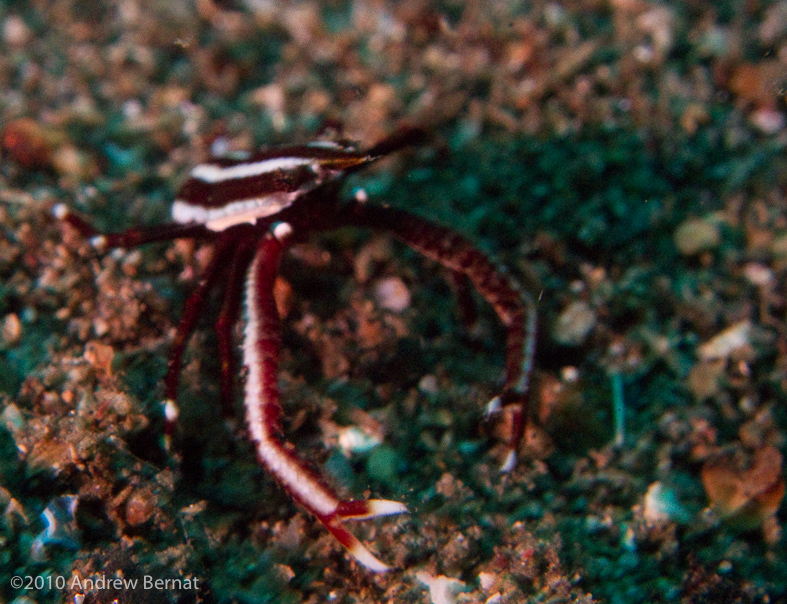 Thorny Crinoid Crab