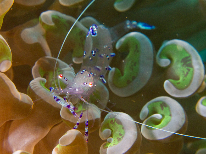 Sarasvati Anemone Shrimp