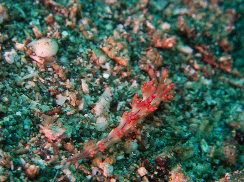 Double-ringed Flabellina