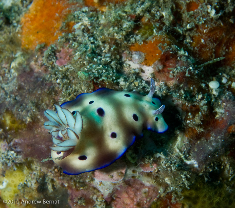 Tryon's Risbecia Nudibranch