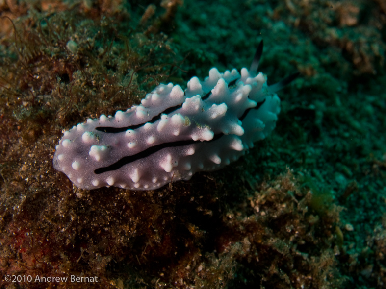 Rudman's Phyllidiella Nudibranch