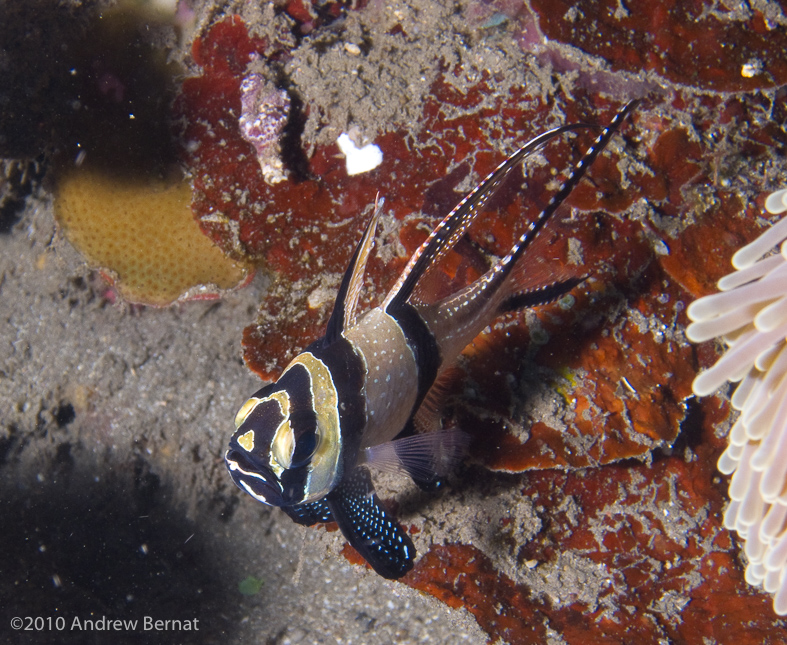 Banggai Cardinalfish