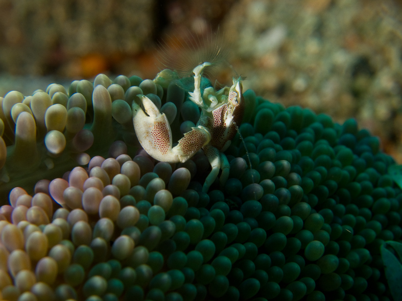 Porcelain Crab