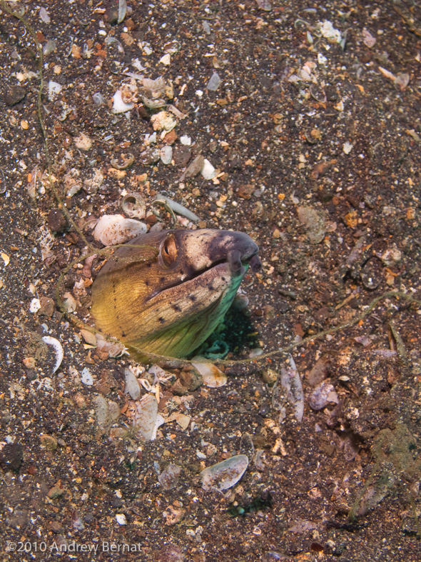 Blacksaddle Snake Eel