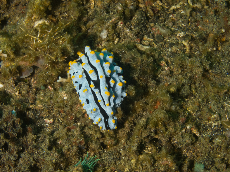 Swollen Phyllidia Nudibranch