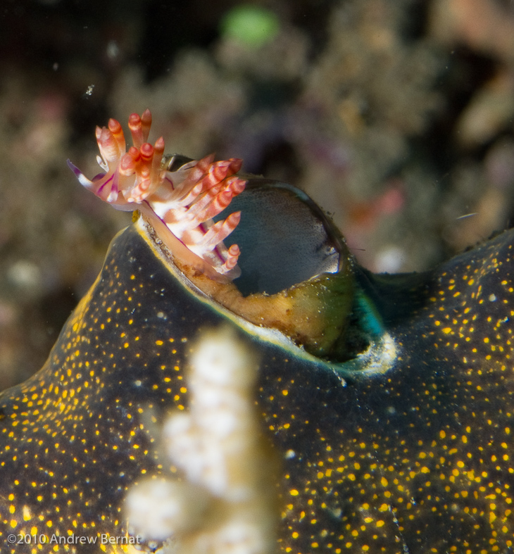 Double-ringed Flabellina Nudibranch