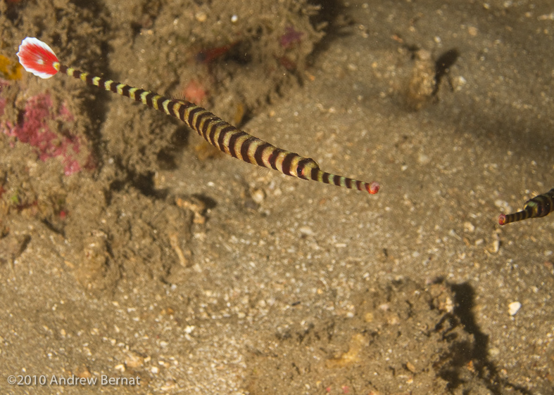 Ringed Pipefish (plus a nose)