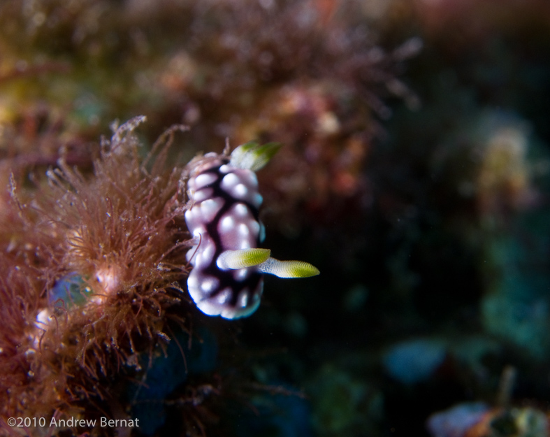 Ringed Phyllidiella Nudibranch