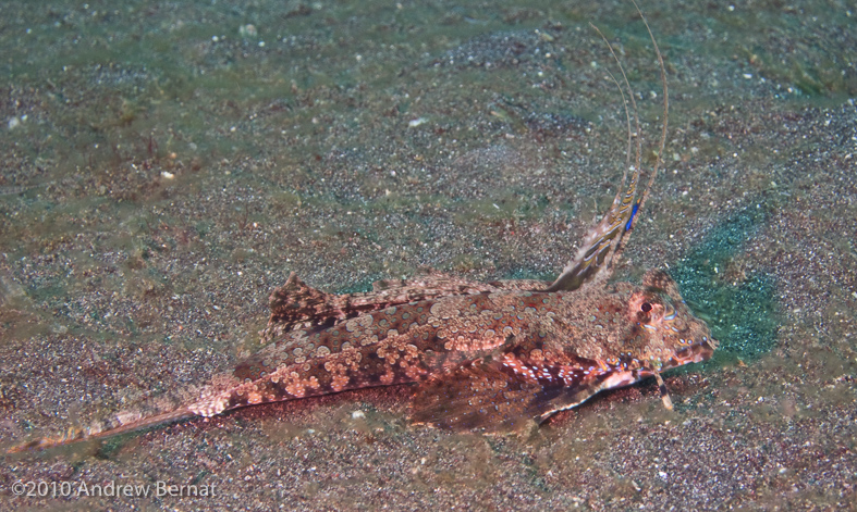 Fingered Dragonet