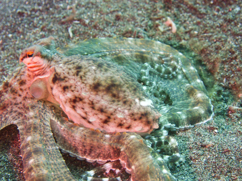 Mimic Octopus