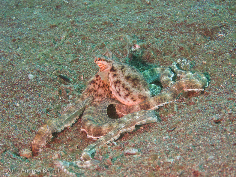 Mimic Octopus