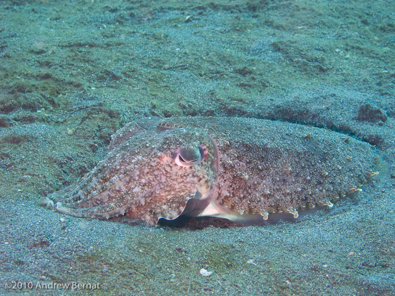 Broadclub Cuttlefish