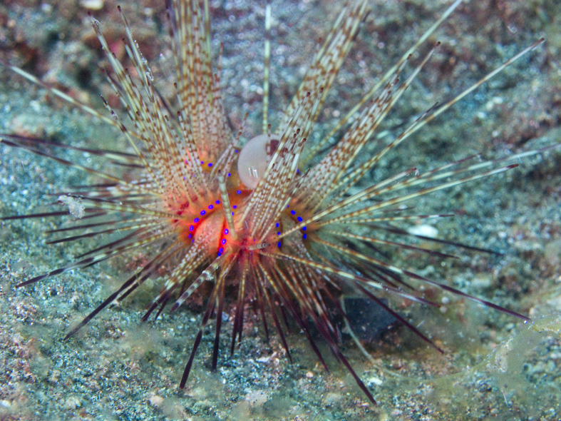 Sea Urchin