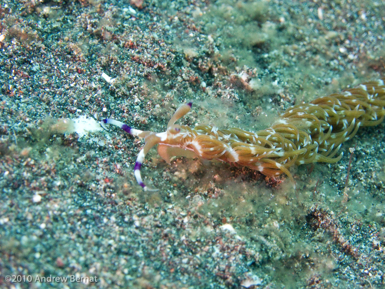 Blue Dragon Nudibranch