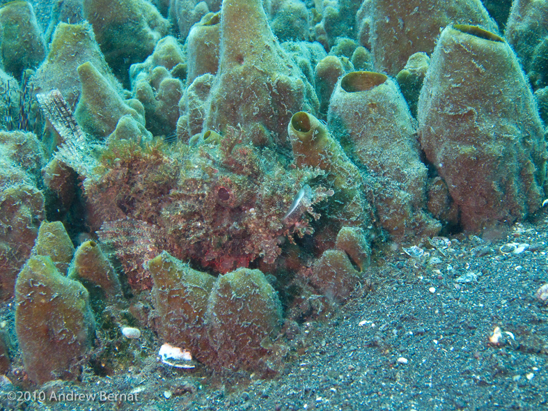 Camouflaged Scorpionfish