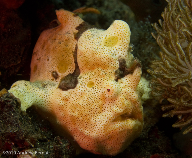 Painted Frogfish