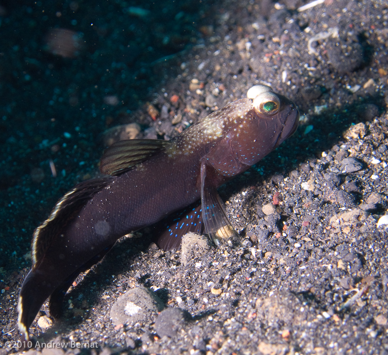 Banded Shrimpgoby