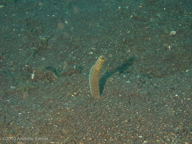 Taylor's Garden Eel