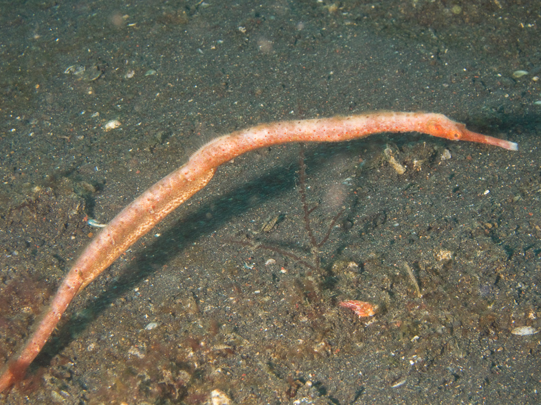 Short-tailed Pipefish