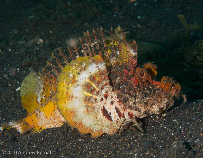 Spiny Devilfish