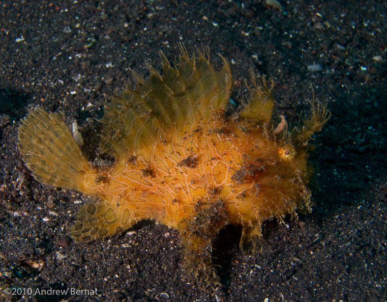 Hairy Frogfish